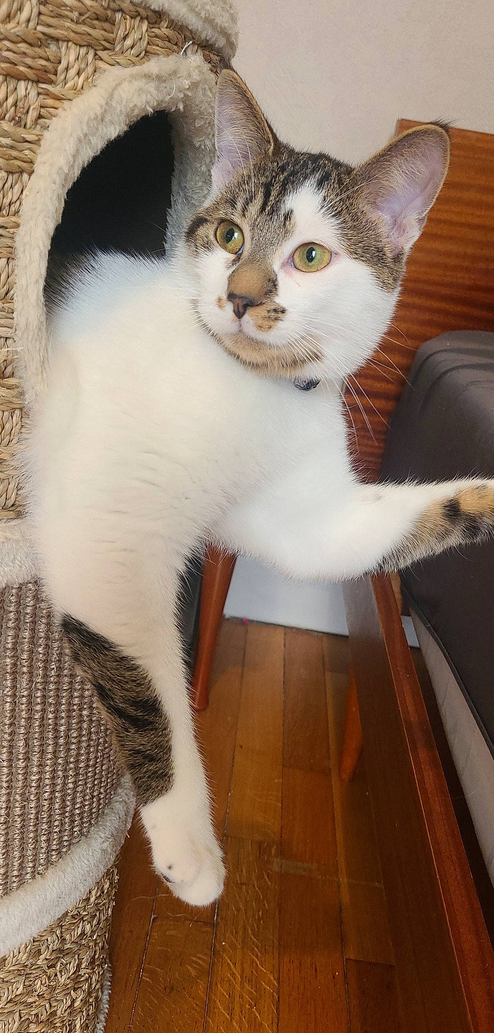 Plume a rejoint le concours — aidez-le/la à gagner de superbes lots ! carnivore, cat, cat_supply, collar, comfort, domestic_short_haired_cat, felidae, flooring, fur, hardwood, pet_supply, sitting, small_to_medium_sized_cats, snout, tail, terrestrial_animal, vertebrate, whiskers, wood, wood_flooring