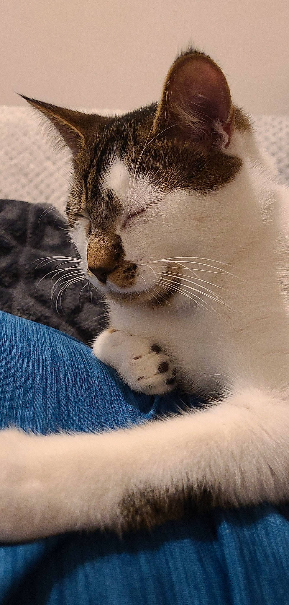 Plume a rejoint le concours — aidez-le/la à gagner de superbes lots ! carnivore, cat, claw, comfort, domestic_short_haired_cat, felidae, foot, fur, grey, monochrome_photography, nap, paw, sitting, sleep, small_to_medium_sized_cats, snout, tail, terrestrial_animal, whiskers