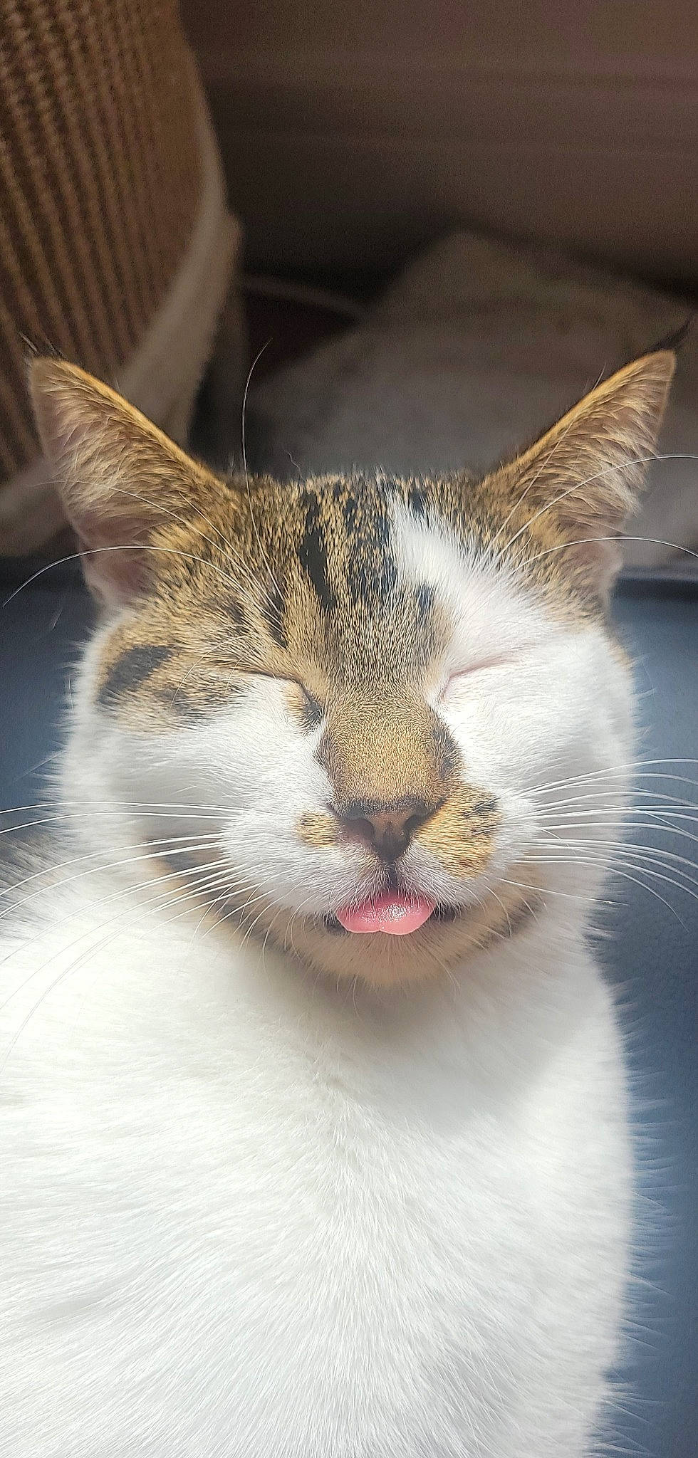 Plume a rejoint le concours — aidez-le/la à gagner de superbes lots ! carnivore, cat, close_up, domestic_short_haired_cat, ear, felidae, fur, paw, small_to_medium_sized_cats, snout, terrestrial_animal, whiskers, wildlife, window