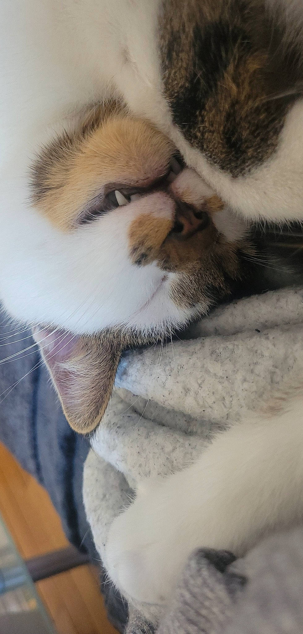 Plume a rejoint le concours — aidez-le/la à gagner de superbes lots ! carnivore, cat, claw, comfort, domestic_short_haired_cat, eye, fawn, felidae, fur, linens, nap, paw, sleep, small_to_medium_sized_cats, snout, tail, terrestrial_animal, textile, whiskers