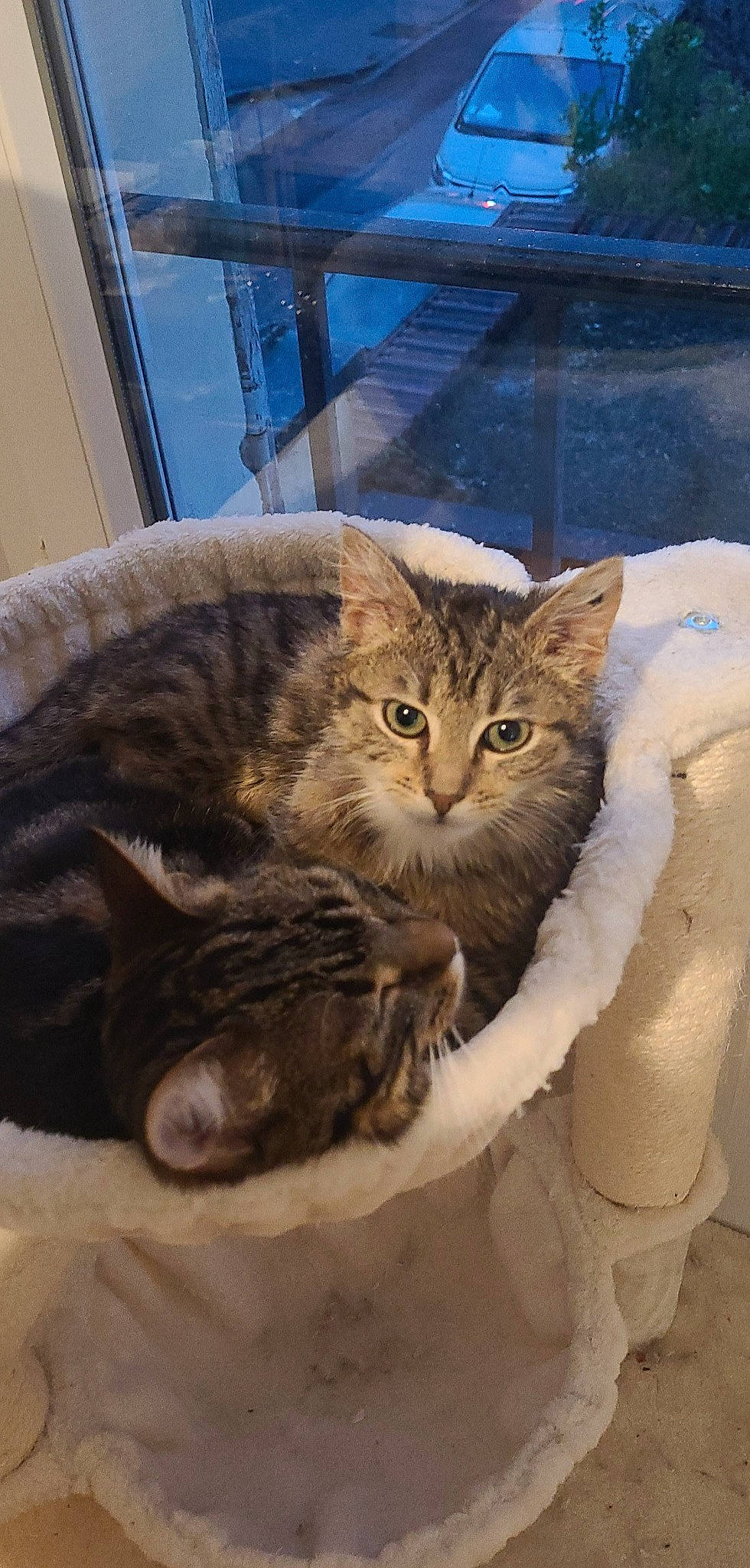 Poupi a rejoint le concours — aidez-le/la à gagner de superbes lots ! carnivore, cat, claw, comfort, domestic_short_haired_cat, fawn, felidae, fur, human_leg, paw, sitting, small_to_medium_sized_cats, snout, tail, terrestrial_animal, tree, whiskers, wildlife, window, wood