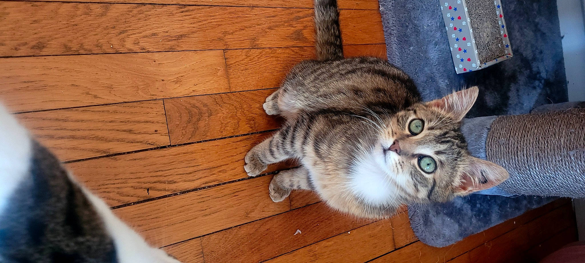 Poupi participe au concours pour gagner de l'argent avec cette photo : carnivore, cat, claw, domestic_short_haired_cat, felidae, flooring, fur, hardwood, paw, plank, sitting, small_to_medium_sized_cats, snout, tail, varnish, vehicle, whiskers, wood, wood_flooring, wood_stain