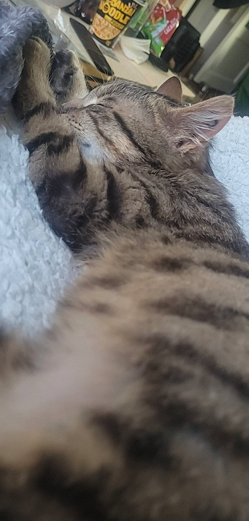 Poupi participe au concours pour gagner de l'argent avec cette photo : carnivore, cat, claw, domestic_short_haired_cat, felidae, fur, grass, grey, norwegian_forest_cat, paw, small_to_medium_sized_cats, snout, tail, terrestrial_animal, tree, whiskers, wildlife, winter, wood