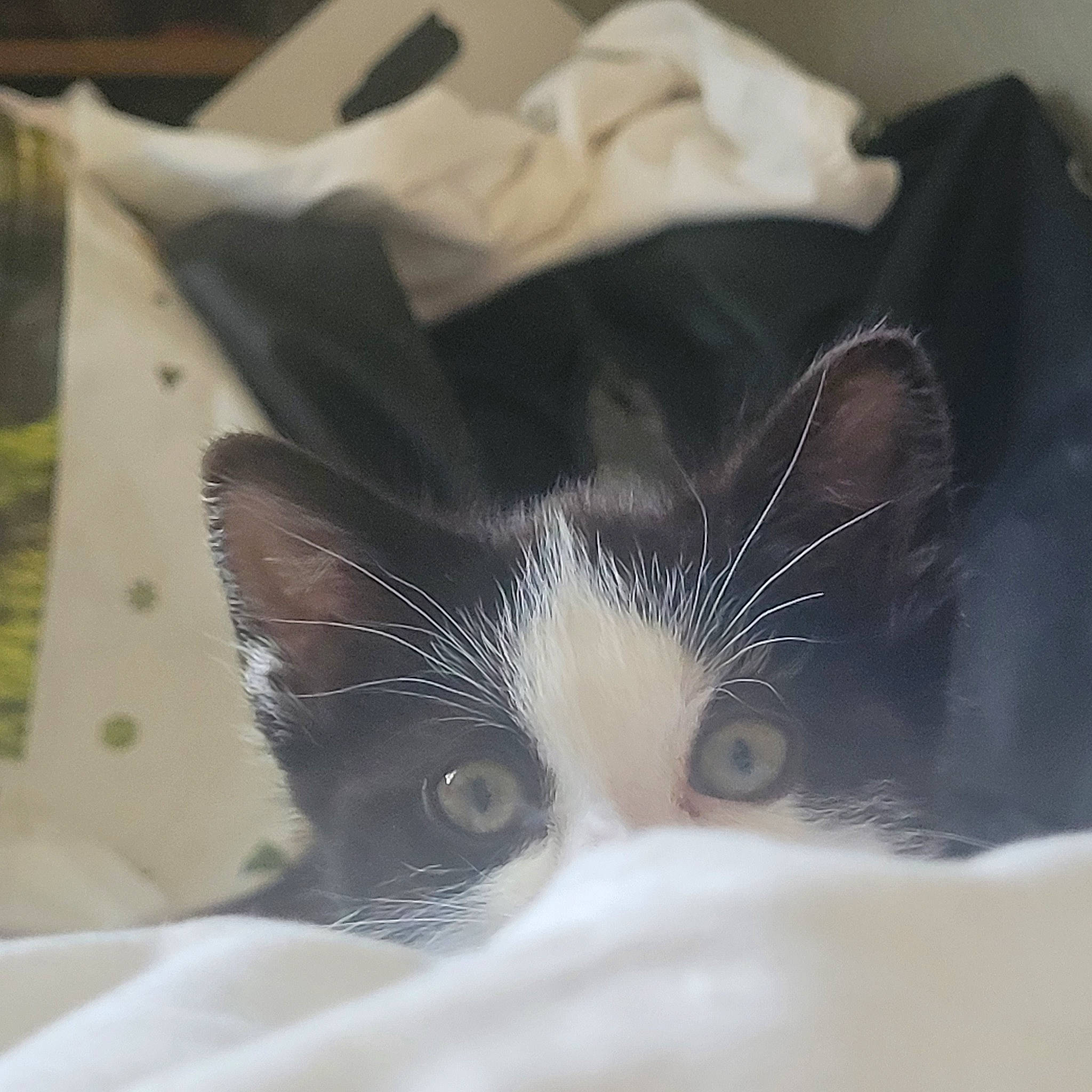 Sora a rejoint le concours — aidez-le/la à gagner de superbes lots ! carnivore, cat, domestic_short_haired_cat, ear, eye, eyelash, felidae, fur, head, monochrome, monochrome_photography, nose, paper_product, small_to_medium_sized_cats, snout, whiskers