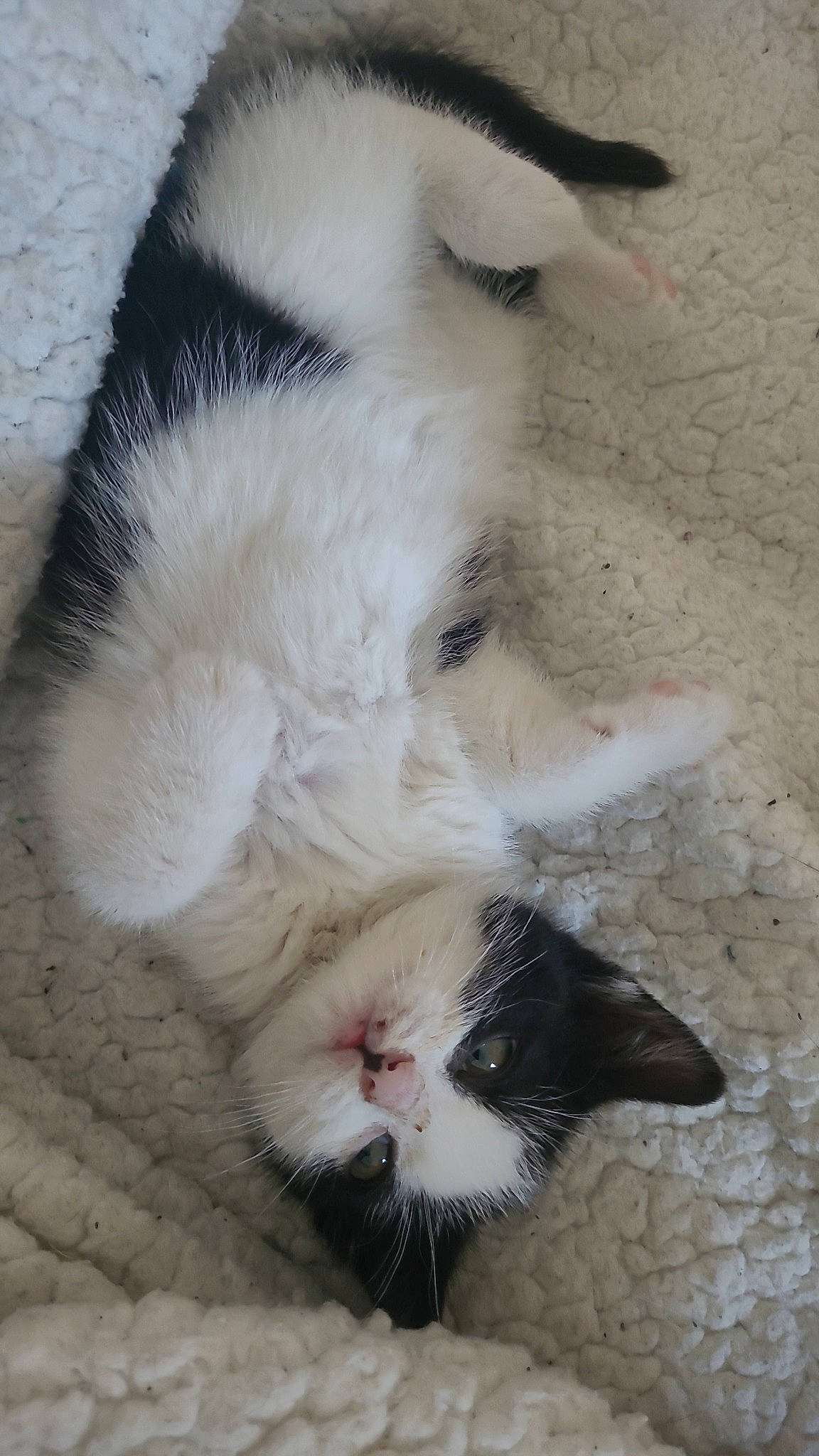 Sora a rejoint le concours — aidez-le/la à gagner de superbes lots ! carnivore, cat, claw, comfort, domestic_short_haired_cat, felidae, foot, fur, nap, paw, small_to_medium_sized_cats, snout, tail, terrestrial_animal, whiskers