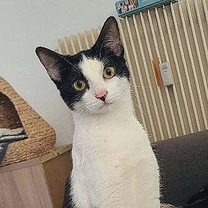 Sora participe au concours pour gagner de l'argent avec cette photo : carnivore, cat, domestic_short_haired_cat, felidae, fur, small_to_medium_sized_cats, tail, whiskers