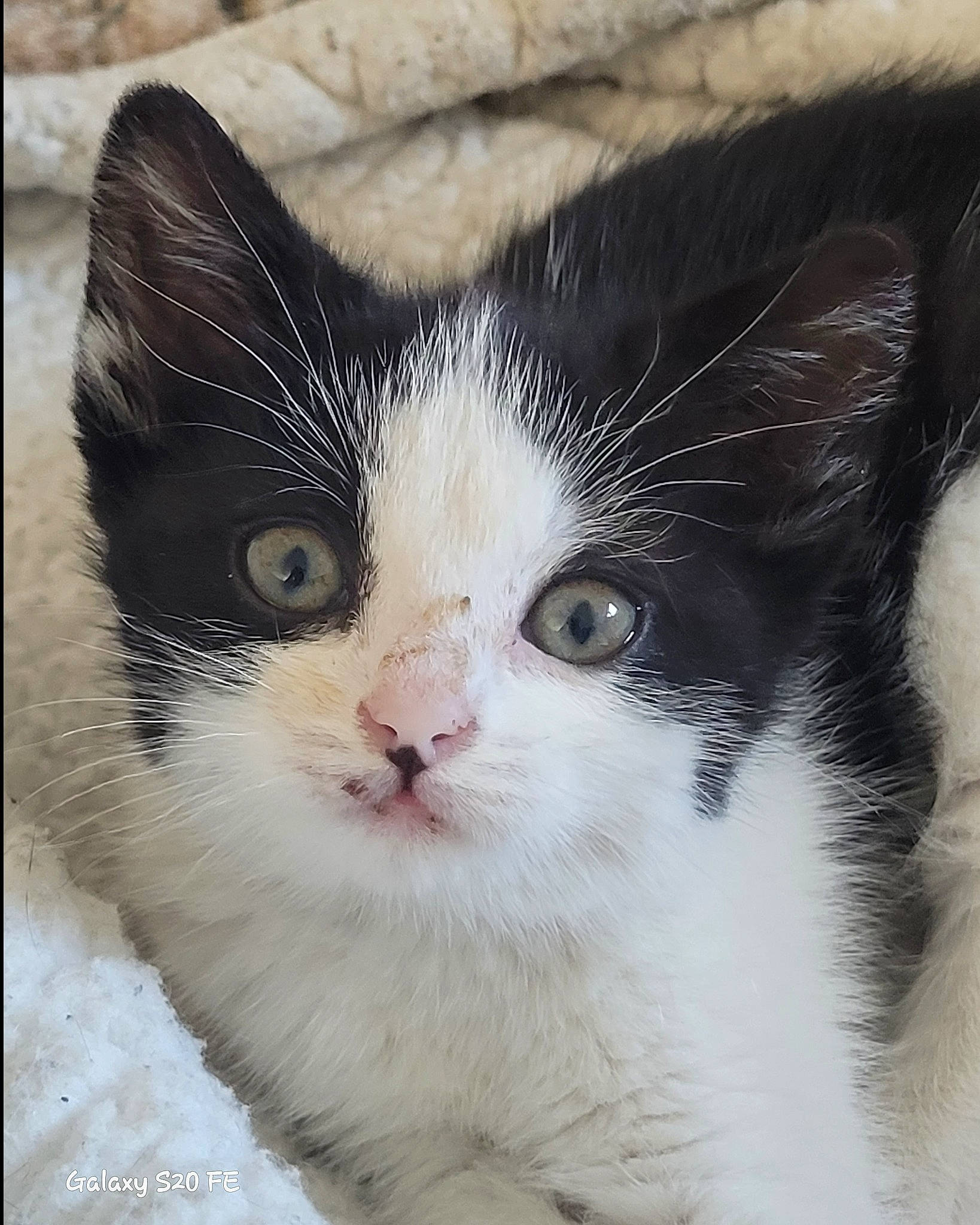 Sora participe au concours pour gagner de l'argent avec cette photo : art, carnivore, cat, domestic_short_haired_cat, eye, felidae, fur, paw, small_to_medium_sized_cats, tree, whiskers, window