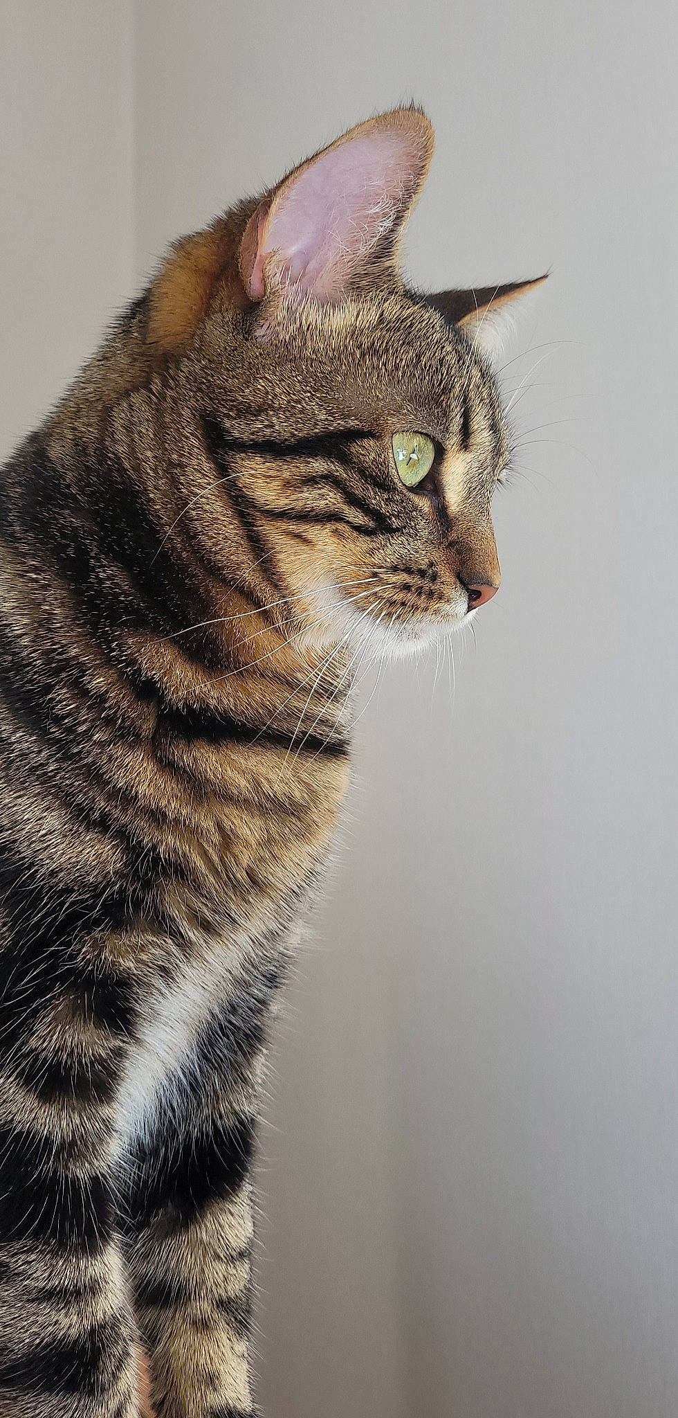 Absolem a rejoint le concours — aidez-le/la à gagner de superbes lots ! carnivore, cat, domestic_short_haired_cat, eye, felidae, fur, head, lynx, small_to_medium_sized_cats, snout, tail, terrestrial_animal, whiskers, wildlife