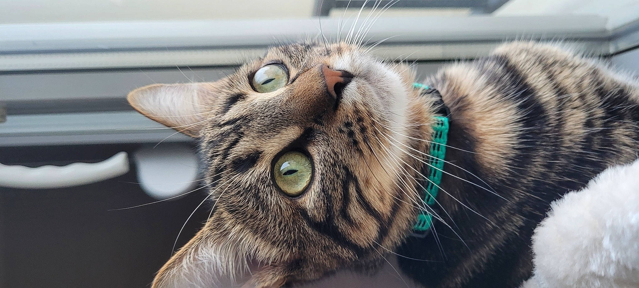 Absolem participe au concours pour gagner de l'argent avec cette photo : carnivore, cat, close_up, domestic_short_haired_cat, ear, eye, felidae, fur, iris, plant, small_to_medium_sized_cats, snout, terrestrial_animal, whiskers, wildlife