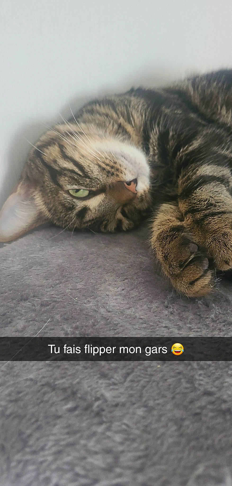 Absolem participe au concours pour gagner de l'argent avec cette photo : brown, carnivore, cat, claw, comfort, domestic_short_haired_cat, felidae, font, fur, grey, paw, photo_caption, plant, screenshot, small_to_medium_sized_cats, snout, tail, terrestrial_animal, whiskers, wood