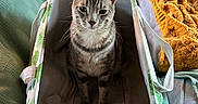 Biscuits is registered to the contest to win money with this photo: cat, tabby_cat, basket, fabric_basket, indoor, plants, potted_plants, blanket, yellow_blanket, quilt, teal_quilt, furniture, home_decor, cozy, pet, animal, curious, sitting, living_room, domestic