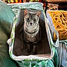 cat, tabby_cat, basket, fabric_basket, indoor, plants, potted_plants, blanket, yellow_blanket, quilt, teal_quilt, furniture, home_decor, cozy, pet, animal, curious, sitting, living_room, domestic
