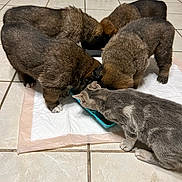 Biscuits is registered to the contest to win money with this photo: puppies, cat, feeding, food_bowl, tile_floor, training_pad, indoor, pet, animal, furry, brown_puppy, gray_cat, group, baby_gate, home, cute, four_animals, mealtime, domestic, companions