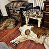 Biscuits is registered to the contest to win money with this photo: dog, cat, sleeping, wood_floor, chair, antique_chest, furniture, indoor, pet, relaxation, resting, animal, cozy, brown, white, gray, fur, paw, vintage, home
