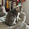 Biscuits is registered to the contest to win money with this photo: cat, gray_tabby, pet, sitting, couch, indoor, cozy, furniture, bookshelf, books, pillow, home, relaxed, fur, whiskers, ears, side_view, domestic_animal, comfort, resting