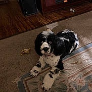 Sir Oliver joined the competition — help win amazing prizes! animal, black_and_white, cabinet, canine, carpet, cozy, dog, domestic, flooring, fur, furniture, home, indoor, laying_down, living_room, paw, pet, rug, toy, wooden_floor