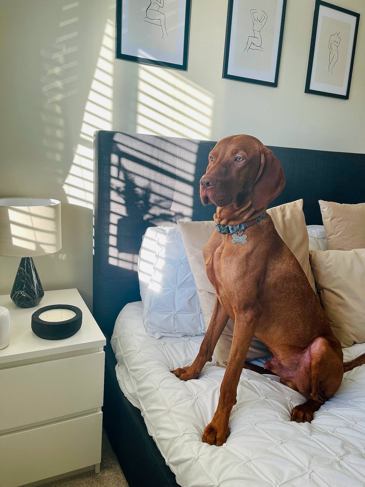Ernie is registered to the contest to win money with this photo: armrest, carnivore, comfort, companion_dog, couch, dog, dog_breed, fawn, floor, flooring, furniture, hardwood, liver, pet_supply, picture_frame, room, sporting_group, window_blind, wood, working_animal