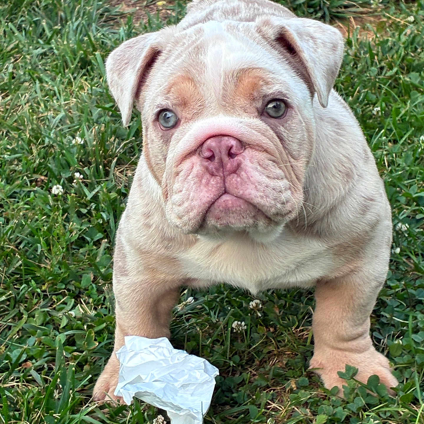 Chase is registered to the contest to win money with this photo: animal, bulldog, canine, cute, dog, ears, fur, grass, greenery, looking, mammal, nature, outdoor, paw, pet, playful, portrait, puppy, snout, young