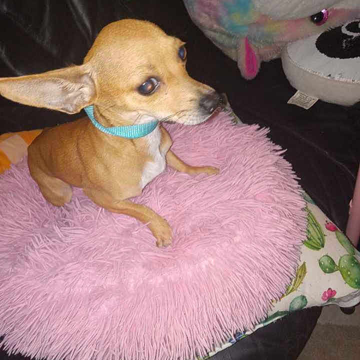 Itsy is registered to the contest to win money with this photo: alert, animal, blue_collar, companion, cozy, cute, dog, fluffy_cushion, home, indoor, patterned_pillow, pet, pink_cushion, plush_toy, resting, small_dog, sofa, soft_texture, stuffed_animal, tan_dog