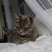 Endjy a rejoint le concours — aidez-le/la à gagner de superbes lots ! animal, bed, blanket, cat, cozy, curtains, cute, fur, furniture, gray_cat, home, indoor, pet, quiet, relaxed, resting, sleepy, soft_light, tabby, whiskers