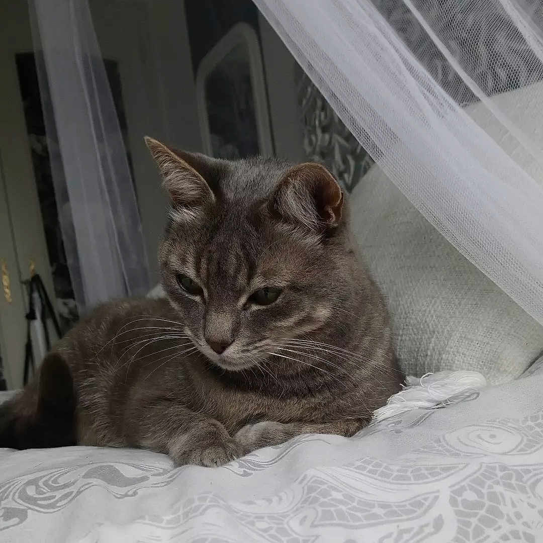 Endjy a rejoint le concours — aidez-le/la à gagner de superbes lots ! animal, bed, blanket, cat, cozy, curtains, cute, fur, furniture, gray_cat, home, indoor, pet, quiet, relaxed, resting, sleepy, soft_light, tabby, whiskers