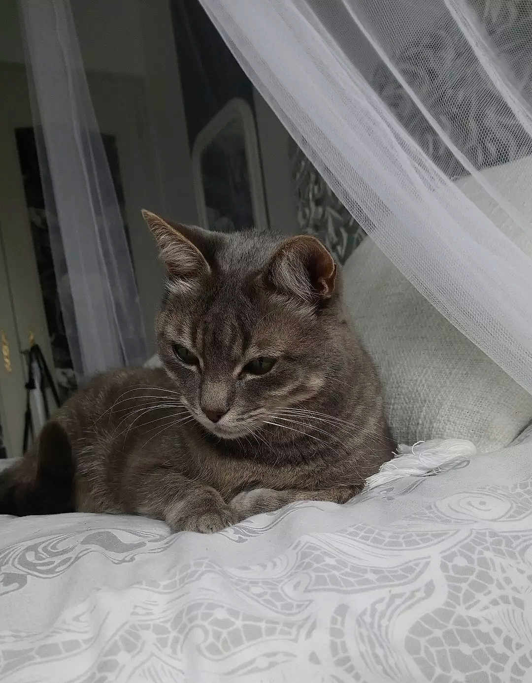 Endjy a rejoint le concours — aidez-le/la à gagner de superbes lots ! animal, bed, blanket, cat, cozy, curtains, cute, fur, furniture, gray_cat, home, indoor, pet, quiet, relaxed, resting, sleepy, soft_light, tabby, whiskers