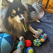 Volfy participe au concours pour gagner de l'argent avec cette photo : dog, toys, plush_toy, ball, chew_stick, indoor, window, curtains, mat, fur, pet, animal, play, resting, colorful, soft_toy, closeup, light, cozy, home