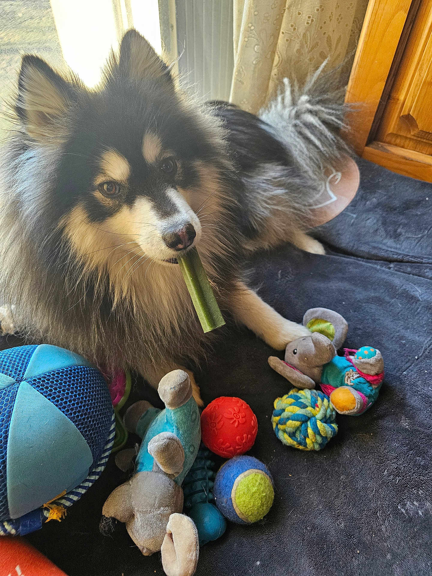 Volfy participe au concours pour gagner de l'argent avec cette photo : dog, toys, plush_toy, ball, chew_stick, indoor, window, curtains, mat, fur, pet, animal, play, resting, colorful, soft_toy, closeup, light, cozy, home