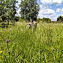 alert, animal, canine, clouds, daytime, dog, field, flora, grass, greenery, meadow, nature, outdoor, pet, scenery, sky, summer, sunlight, trees, wildflowers