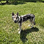 animal, canine, dog, ears, friendly, fur, grass, greenery, happy, looking, mammal, meadow, nature, outdoor, pet, shadow, standing, summer, sunlight, wildflowers