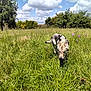 animal, canine, clouds, daytime, dog, field, flora, grass, greenery, meadow, nature, outdoor, pets, scenery, sky, summer, sunlight, trees, walking, wildflowers