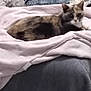 Mimi a rejoint le concours — aidez-le/la à gagner de superbes lots ! animal, blanket, cat, comfort, cozy, curious, domestic, fabric, feline, fur, gray, home, indoor, pattern, pet, pink, portrait, relaxed, resting, soft
