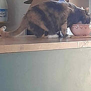 Mimi a rejoint le concours — aidez-le/la à gagner de superbes lots ! animal, bowl, brown, cat, container, counter, domestic, eating, feline, food, fur, household, indoor, kitchen, paws, pet, pink, tabletop, tail, wood