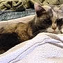 animal, bedroom, blanket, cat, comfort, cozy, cute, domestic, ears, face, feline, fur, indoor, mammal, pet, relaxing, resting, sleepy, soft, whiskers