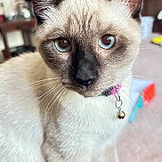 Penelope joined the competition — help win amazing prizes! animal, bell, blue_eye, brown_eye, cat, close_up, collar, curious, cute, domestic, feline, fur, heterochromia, indoor, pet, portrait, siamese_cat, sitting, soft_background, whiskers