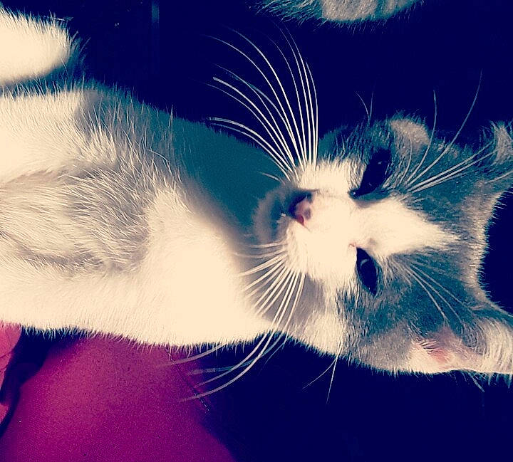 Nisky participe au concours pour gagner de l'argent avec cette photo : black_and_white, carnivore, cat, close_up, cloud, ear, eye, felidae, fur, kitten, love, meteorological_phenomenon, nose, paw, photography, polydactyl_cat, sky, small_to_medium_sized_cats, snout, whiskers