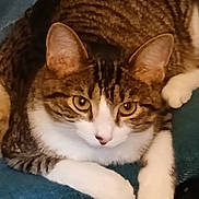 Stella May joined the competition — help win amazing prizes! cat, tabby, white_paws, chair, blue_chair, indoor, pet, feline, animal, resting, curious, looking, legs, jeans, socks, cozy, household, domestic, cute, relaxed