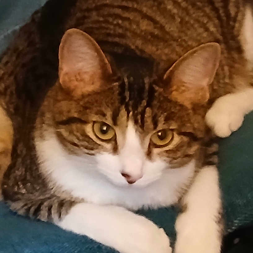 Stella May