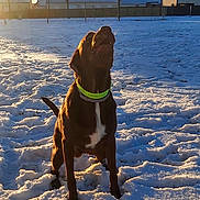 Ulysse a rejoint le concours — aidez-le/la à gagner de superbes lots ! animal, canine, cold, collar, daylight, dog, fence, happy, house, muzzle, nature, outdoor, pet, playful, shadow, snow, sunlight, tree, winter, yard