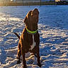 animal, canine, cold, collar, daylight, dog, fence, happy, house, muzzle, nature, outdoor, pet, playful, shadow, snow, sunlight, tree, winter, yard