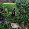 animal, backyard, brown_dog, calm, collar, concrete_slab, daylight, dog, fence, garden, green_grass, hedge, house, lamp_post, leafy_plants, nature, outdoor, path, pet, sitting