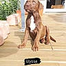 Ulysse participe au concours pour gagner de l'argent avec cette photo : animal, brown_dog, calm, cat, cute, dog, doorway, eyes, fur, ginger_cat, name_overlay, outdoor, pet, plant, pot, puppy, sitting, sunlight, wooden_deck, young_dog