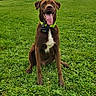 animal, brown_dog, canine, collar, daytime, dog, field, grass, greenery, happy, house, mammal, nature, outdoor, pet, playful, residential_area, sitting, tongue_out, tree