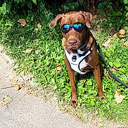 Ulysse a rejoint le concours — aidez-le/la à gagner de superbes lots ! dog, brown_dog, sunglasses, harness, grass, sidewalk, leafy_bushes, outdoor, pet, canine, sunny, shadow, reflection, nature, summer, greenery, leaves, walking_leash, sitting, cute