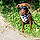 Ulysse