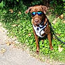 dog, brown_dog, sunglasses, harness, grass, sidewalk, leafy_bushes, outdoor, pet, canine, sunny, shadow, reflection, nature, summer, greenery, leaves, walking_leash, sitting, cute