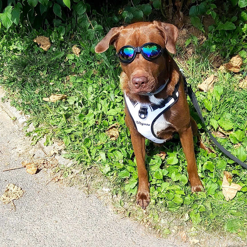 Ulysse a rejoint le concours — aidez-le/la à gagner de superbes lots ! dog, brown_dog, sunglasses, harness, grass, sidewalk, leafy_bushes, outdoor, pet, canine, sunny, shadow, reflection, nature, summer, greenery, leaves, walking_leash, sitting, cute