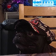 Rasta participe au concours pour gagner de l'argent avec cette photo : dog, black_dog, pet, animal, couch, sofa, hat, cap, clothing, living_room, television, christmas_tree, ornaments, indoor, home, portrait, dark_fur, relaxed, seated, cozy