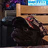 dog, black_dog, pet, animal, couch, sofa, hat, cap, clothing, living_room, television, christmas_tree, ornaments, indoor, home, portrait, dark_fur, relaxed, seated, cozy
