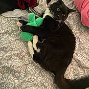 Silvestre is registered to the contest to win money with this photo: bed, bedspread, black_and_white, blanket, cat, clothing, cozy, domestic_animal, fabric, feline, fluffy, green, indoor, lying_down, pattern, pet, pink, plush_toy, resting, soft_toy